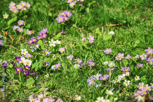 Small colourful flowers grow in the grass in a spring meadow or field © tommoh29
