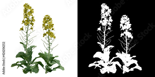Front view of plant (Brassica Napus) png with alpha channel to cutout 3D rendering