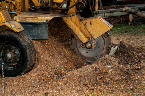 Tree stump grinding machine in operation. A stump grinder is used  to remove tree stumps from the ground following the removal of a tree trunk. photo