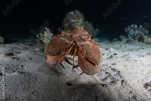 Lobsters in the Red Sea Colorful and beautiful  Eilat Israel 