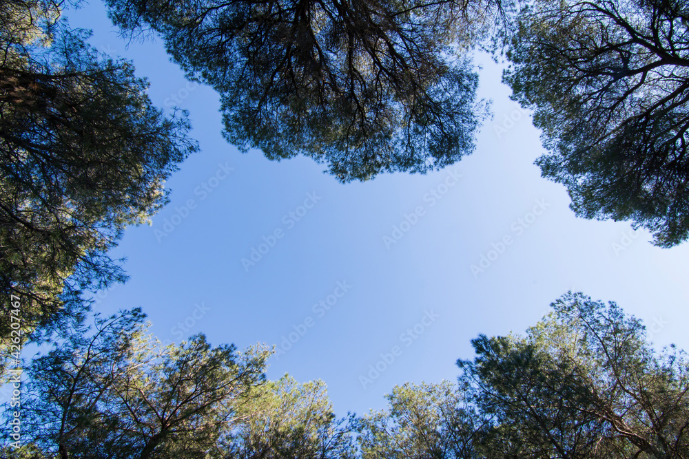 Obraz premium View of the blue sky between the treetops of a pine forest.
