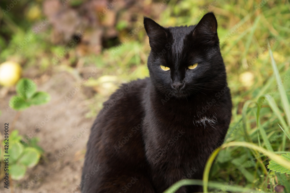 Serious bombay black cat portrait with yellow eyes sit in green grass in nature in spring summer garden Serious bombay black cat portrait with yellow eyes sit in green grass in nature in spring summer garden