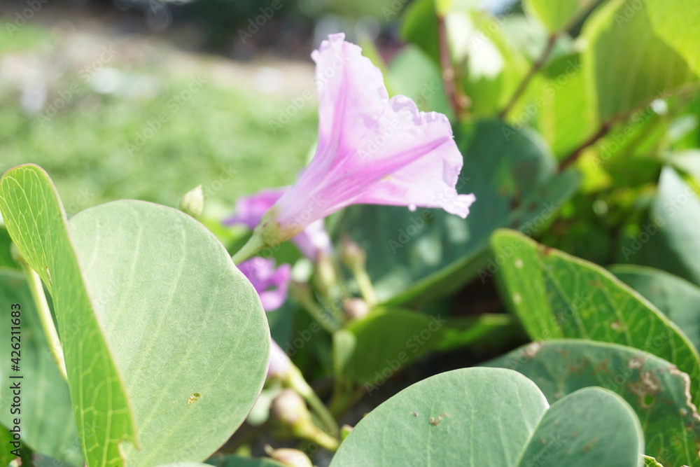 Beach moonflower with a natural background Beach moonflower with a natural background