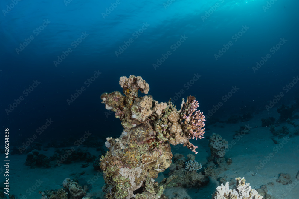 Fototapeta premium Coral reef and water plants in the Red Sea, Eilat Israel 
