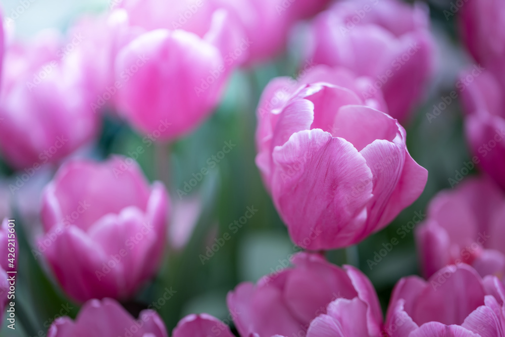 Beautiful bouquet of tulips. colorful tulips. nature background Beautiful bouquet of tulips. colorful tulips. nature background