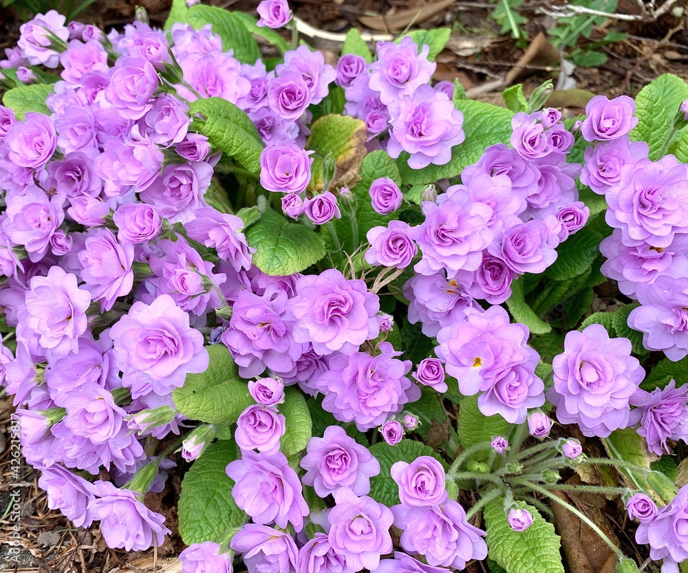 Delightful flowers with delicate purple petals are blooming in the garden.