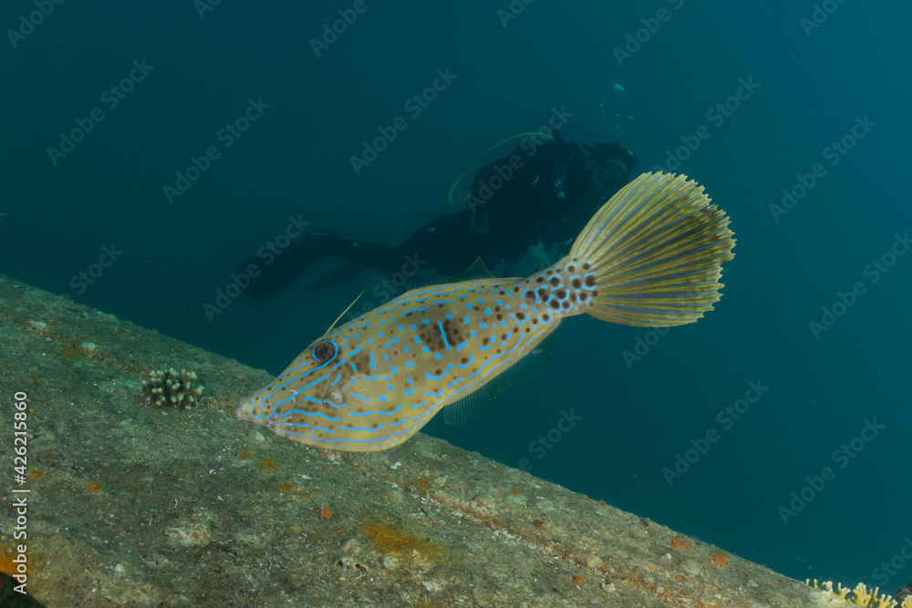 Fototapeta premium Fish swim in the Red Sea, colorful fish, Eilat Israel 
