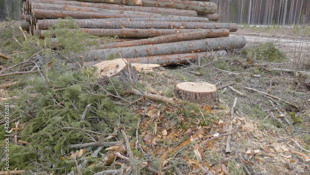 The stump of the spruce tree on the forest with the pile of cut logs on the side The stump of the spruce tree on the forest with the pile of cut logs on the side