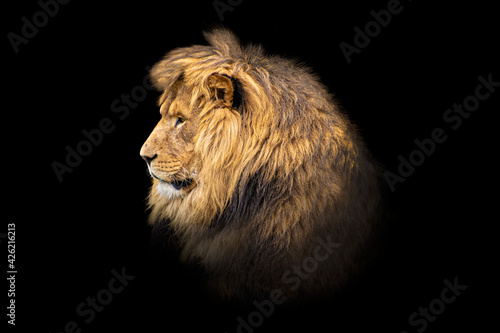 Fototapeta Naklejka Na Ścianę i Meble -  Portrait lion on the black. Detail face lion. Hight quality portrait lion. Portrait from animal