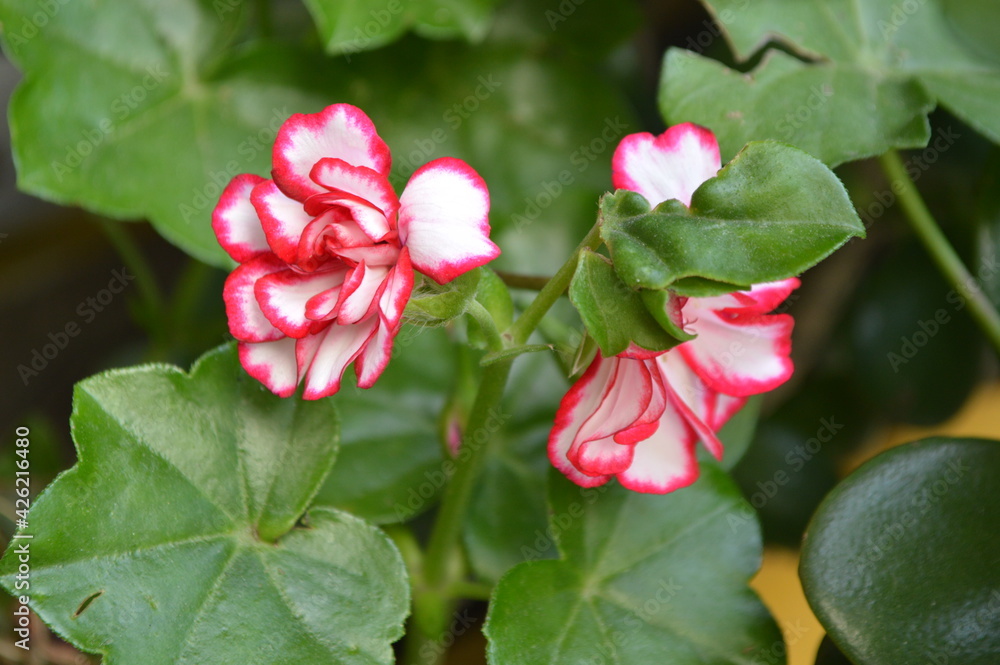 pink and white flower pink and white flower