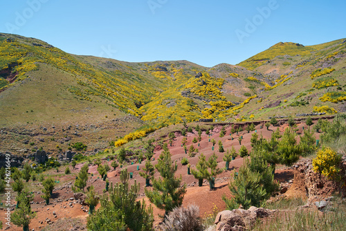 Konstfotografi afforestation mountain  with pine tree, environmental protection, madeira island