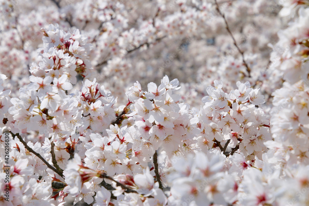 Fototapeta premium 阿武隈川沿いの桜（福島県・桑折町）