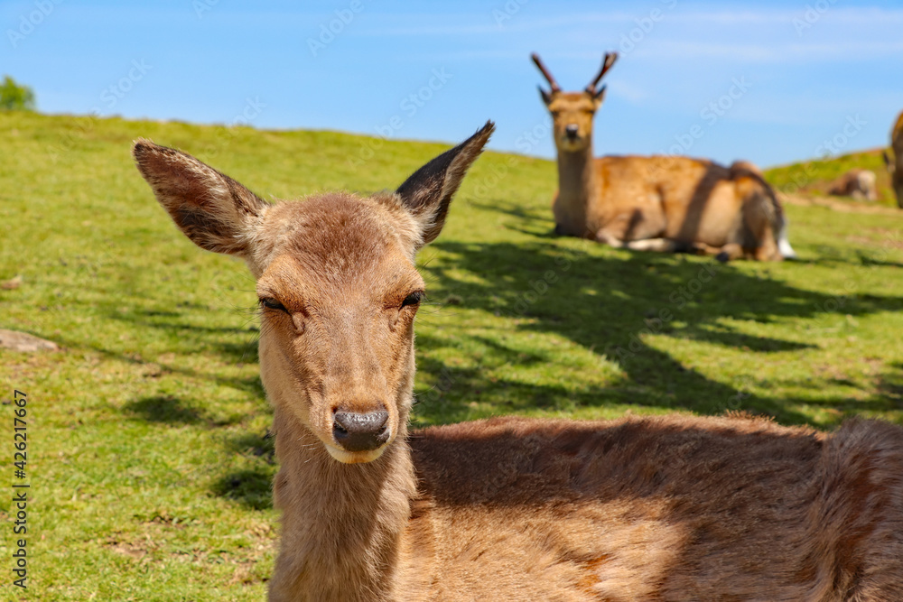 眠そうな顔で芝生の上に横たわる若草山の鹿