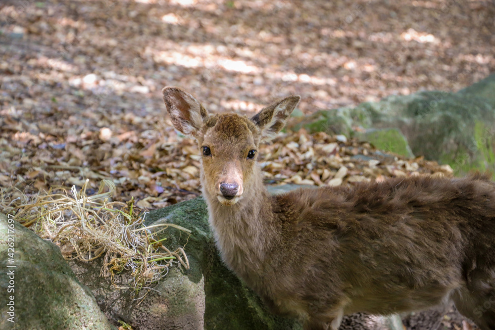 Fototapeta premium 森に暮らす可愛らしい野生の子鹿