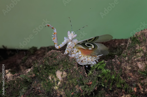 A spiny flower mantis (Pseudocreobotra wahlbergii) is flapping its beautiful wings to chase away predators.