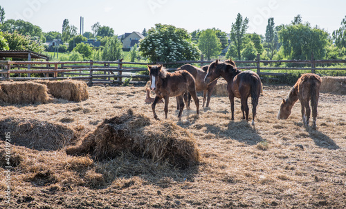 Horses in a farm pen on a sunny day.