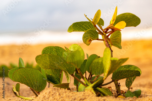 leaves of Ipomoea pes-caprae. images with focus on some sheets. blurred background.