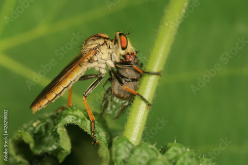 A robberfly (Asilidae sp) is preying on a small insect.
