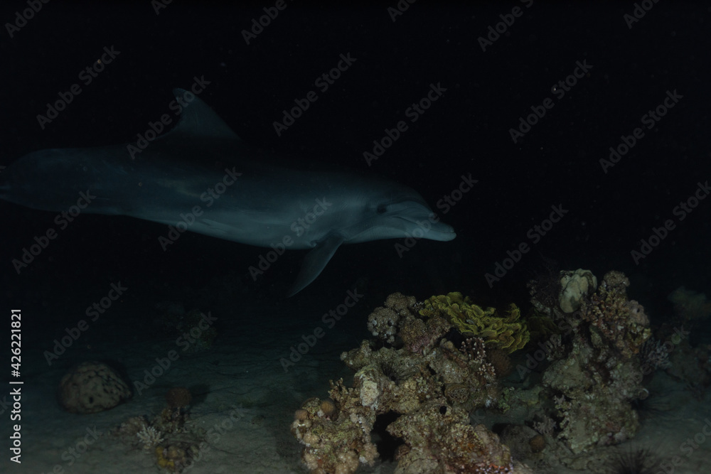 Fototapeta premium Dolphin swimming in the Red Sea, Eilat Israel 