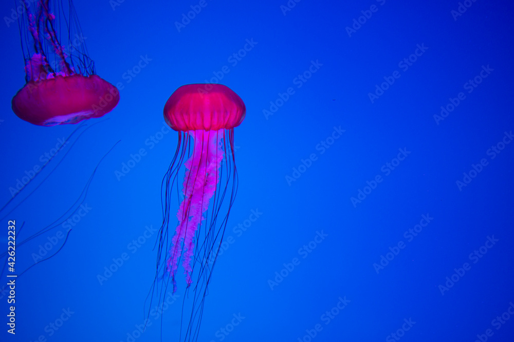 Fototapeta ripleys aquarium toronto