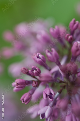 close up of lilac flower buds