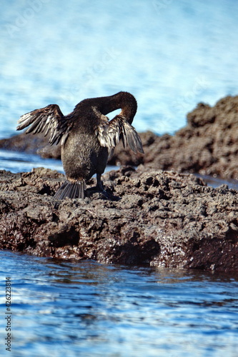 Flightless cormorant (Phalacrocorax harrisi) drying its wings on lava rock on Punta Morena, Isabela Island, Galapagos photo