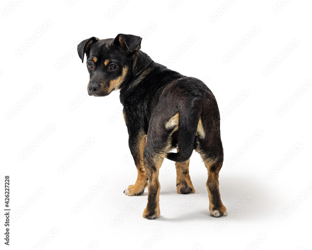 Small dog facing away looking back over shoulder