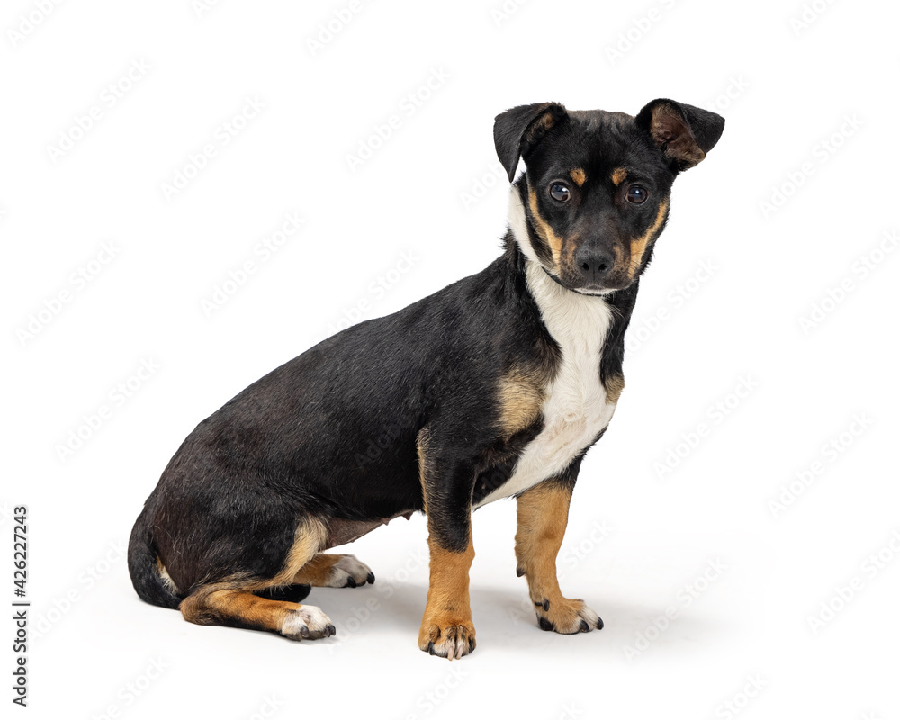 Small Tri-Color Dog Sitting Side Looking Forward