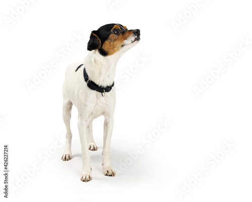 Small breed terrier dog on white looking side