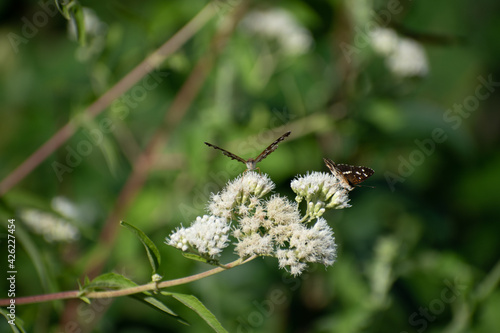 Beautiful butterfly flying and feeding on flowers