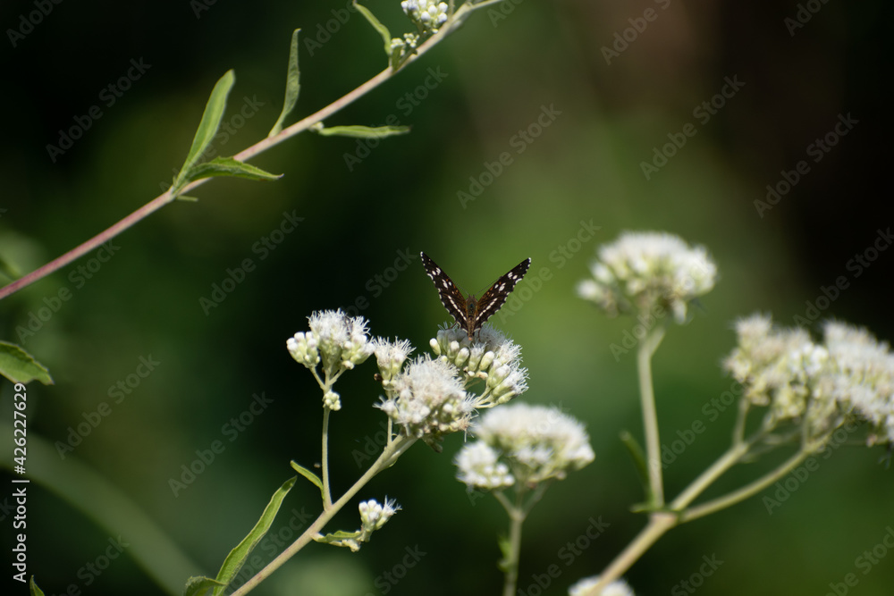 Beautiful butterfly flying and feeding on flowers Beautiful butterfly flying and feeding on flowers