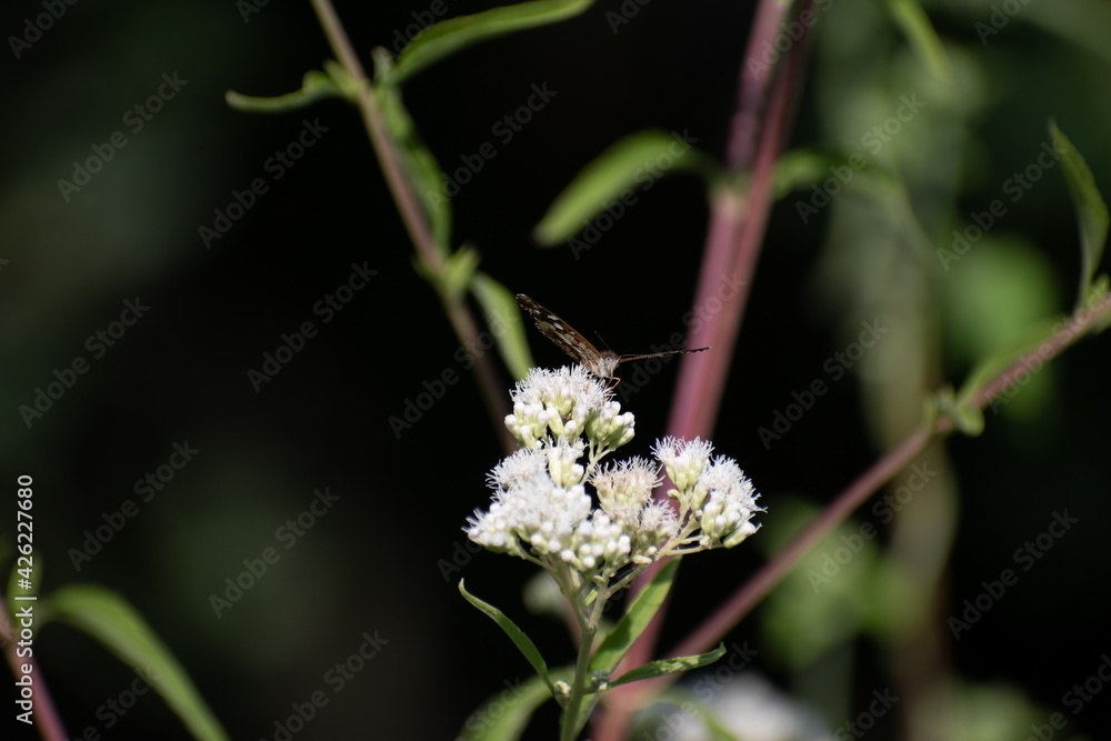 Beautiful butterfly flying and feeding on flowers Beautiful butterfly flying and feeding on flowers