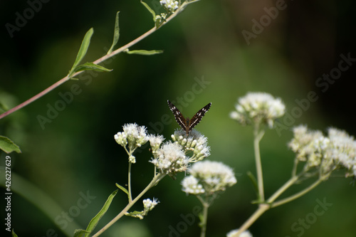 Beautiful butterfly flying and feeding on flowers