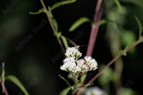 Beautiful butterfly flying and feeding on flowers