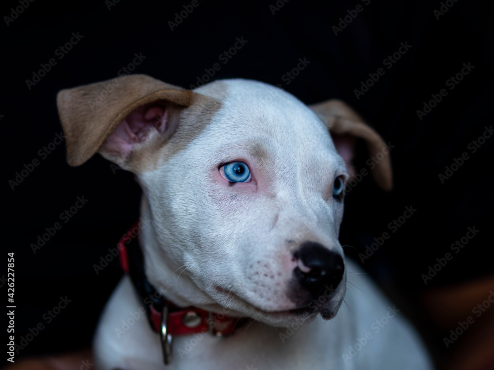Cachorro Pitbull con ojos azules y pelaje blanco.