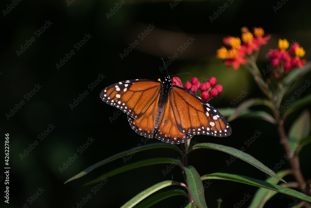 Fototapeta premium Beautiful butterfly flying and feeding on flowers