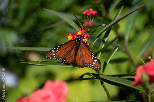 Beautiful butterfly flying and feeding on flowers