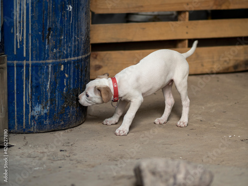 Cachorro Pitbull con ojos azules y pelaje blanco.