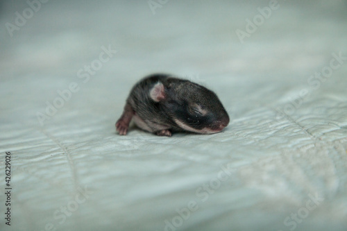 Newborn Eastern cottontail bunny rabbit Sylvilagus floridanus abandoned by its mother photo