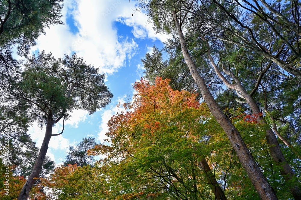 晩秋の厳美渓の紅葉情景@一関、岩手 晩秋の厳美渓の紅葉情景@一関、岩手