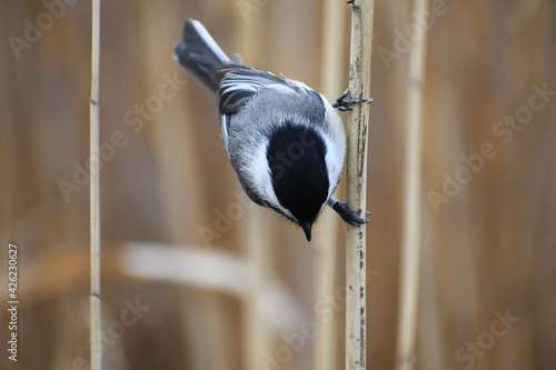 Foto Closeup of a Black-capped Chickadee perched on a twig