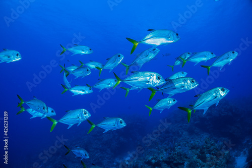 A school of horse eyed jacks swimming in the tropical blue Caribbean sea.
