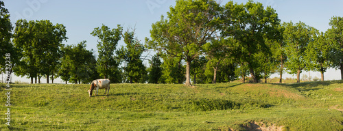 A cow is grazing in a meadow. Pastoral landscape. Nature in spring.