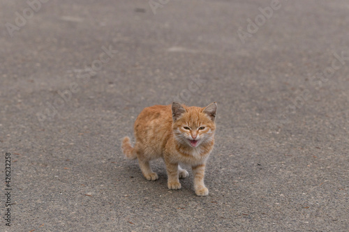 Red kitten on the asphalt. The young predator. The animal is exploring the environment. Fuzzy's in town. © Piotr