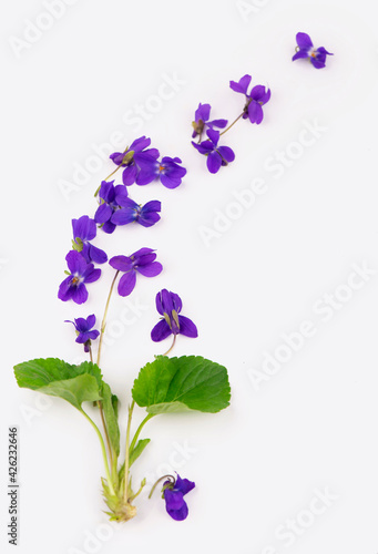 Fototapeta Naklejka Na Ścianę i Meble -  Green leaf and flowers of Wood violet Viola odorata isolated on white background.
