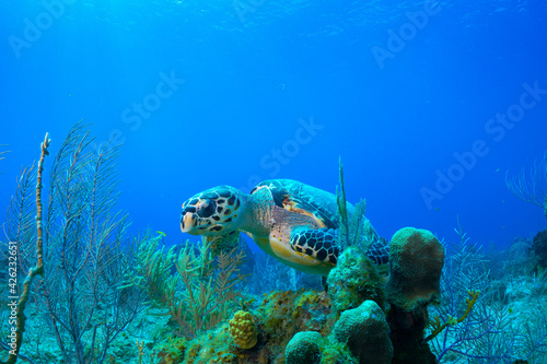 A hawksbill turtle on the reef in Grand Cayman