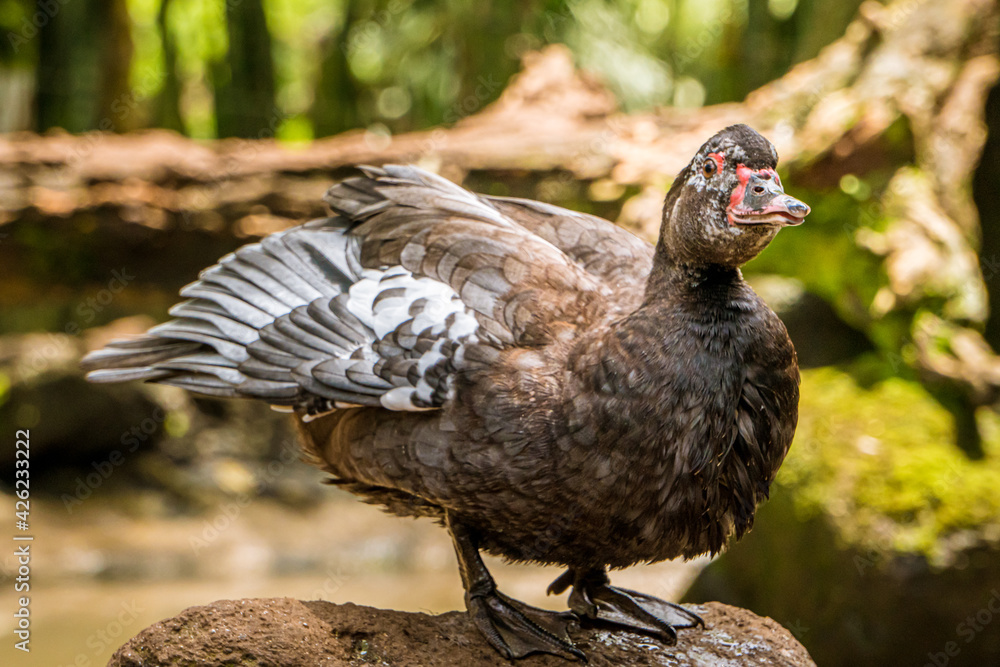 Obraz premium Brown duck in farm