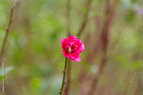 single isolated pink peach blossom on a tree