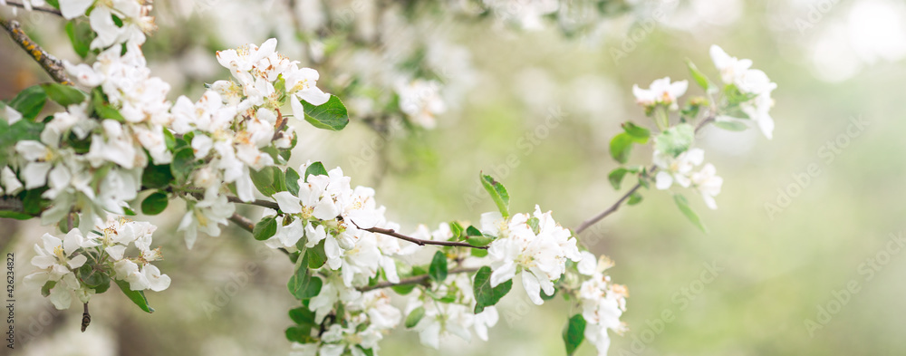 Horizontal banner with with blooming white apple tree flowers. Flower background - Image Horizontal banner with with blooming white apple tree flowers. Flower background - Image