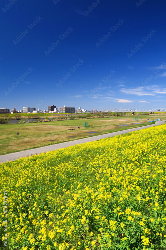 Obraz premium 春の菜の花咲く江戸川土手から見る河川敷と対岸風景